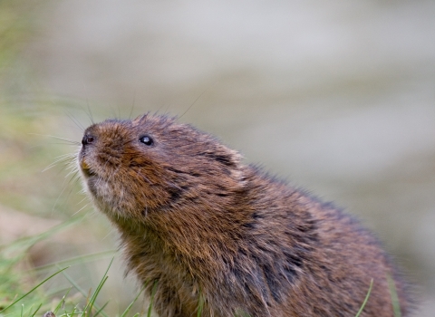 Water vole sniffing the air