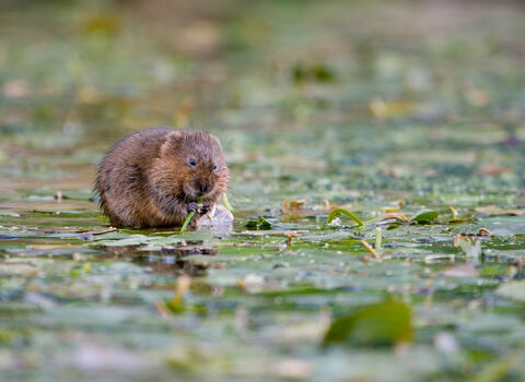 Water vole feeding