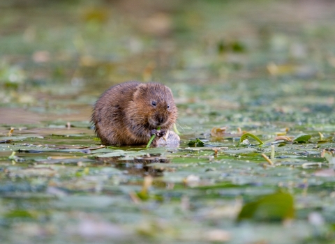 Water vole feeding