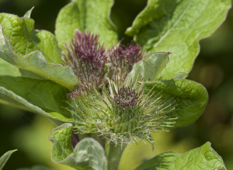 Greater burdock