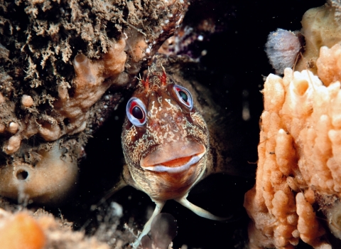 Tompot blenny