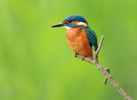 Kingfisher on a branch