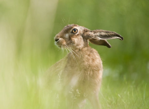 European hare feeding in a field