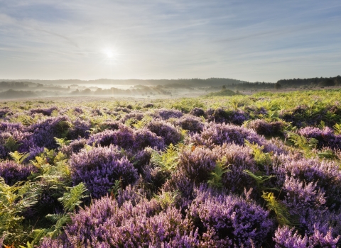 New Forest © Guy Edwardes/2020VISION