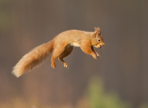 Red squirrel © Peter Cairns/2020VISION