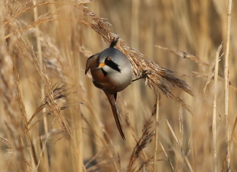 Bearded tit at Farlington Marshes