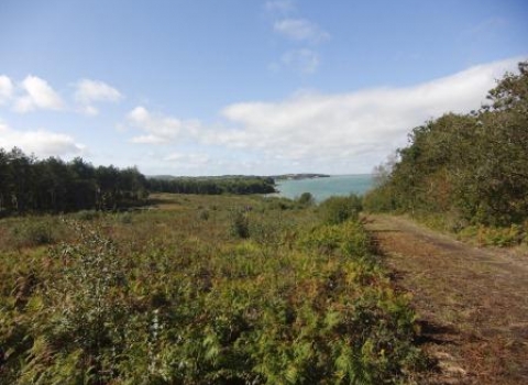 Bouldnor Forest nature reserve
