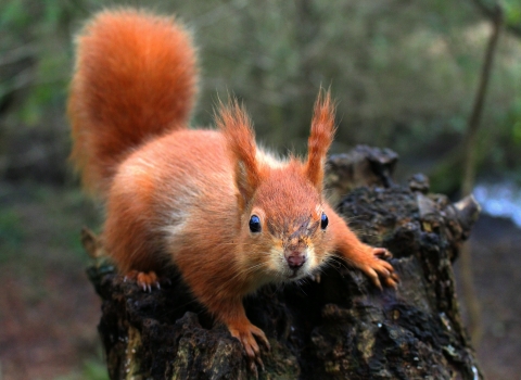 Curious red squirrel 