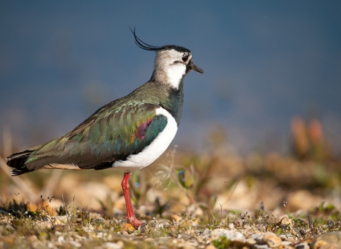 Lapwing at Blashford Lakes nature reserve