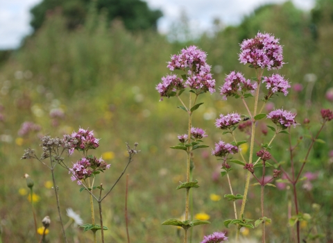Marjoram © Clive Chatters