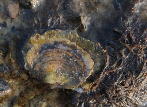 Native oyster