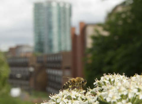 Urban bee © Paul Hobson