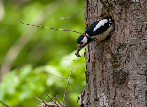 Great spotted woodpecker © David Kilbey