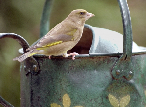 Greenfinch on a watering can © Alan Price
