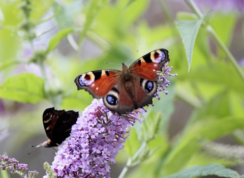 Peacock butterfly on buddleia © David Kilbey