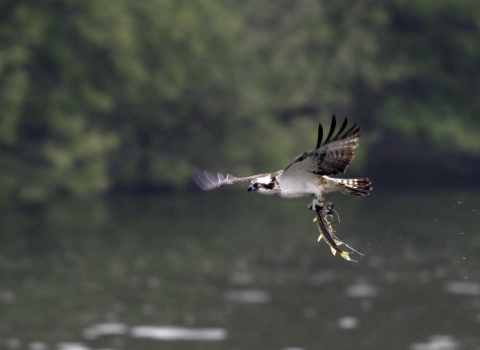 Osprey with fish