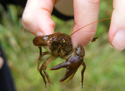 White-clawed Crayfish © Ben Rushbrook