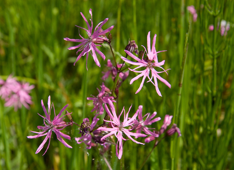 Ragged-robin © David Kilbey