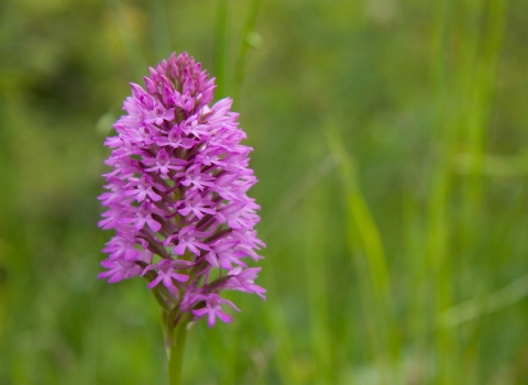 Pyramidal orchid