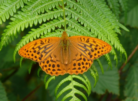 Silver washed fritillary © Graham Dennis