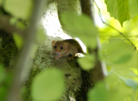 Dormouse