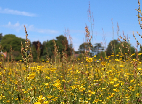 Hoe Road Meadow © Lianne de Mello