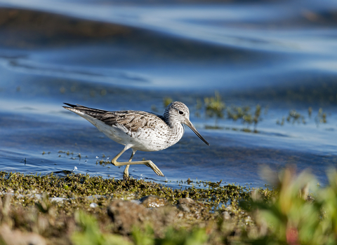 Greenshank at Blashford Lakes