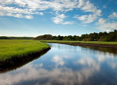 Lymington reed beds