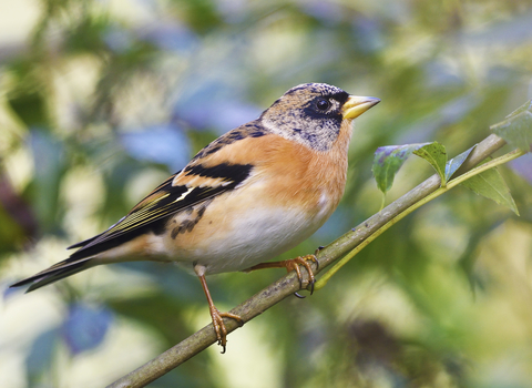 Brambling at Blashford Lakes nature reserve