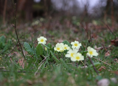 Primrose in woodland at College Copse Farm