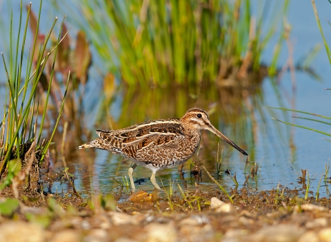 Snipe at Blashford Lakes