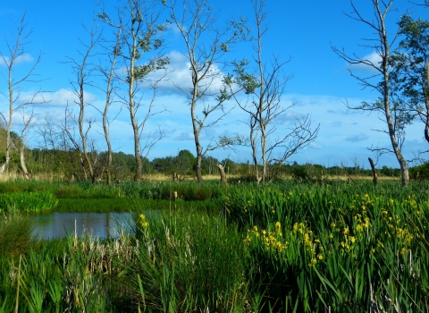 Fishlake Meadows in summer 