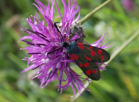 St Lawrence Field six spotted burnet moth