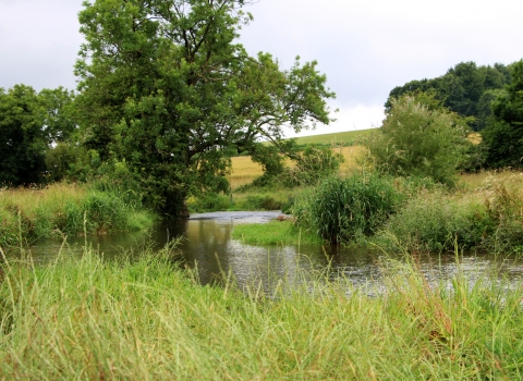 St Clair's Meadow nature reserve