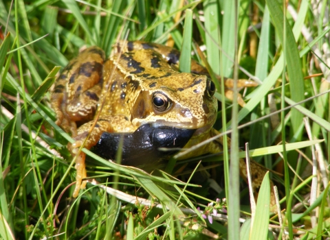 Frog eating a slug © Ben Rushbrook