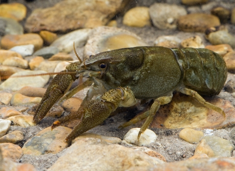 White-clawed crayfish © Andy Sands, naturepl.com