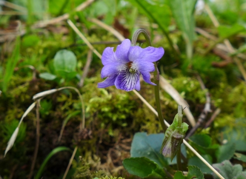 Common dog violet at Blashford Lakes nature reserve