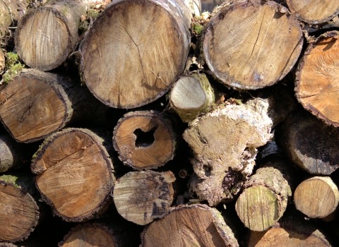Log pile © Lauren Heather