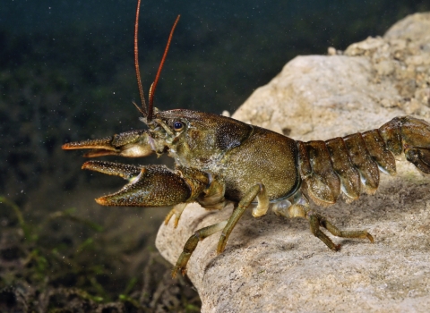 White clawed crayfish © Linda Pitkin/2020VISION