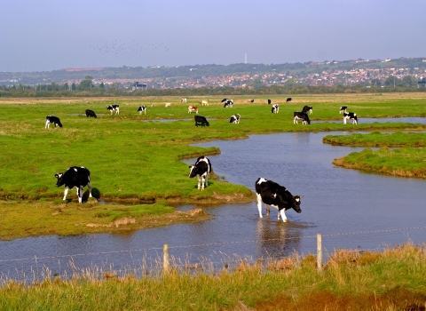 Cows at Farlington Marshes Nature Reserve © Ian Cameron-Reid