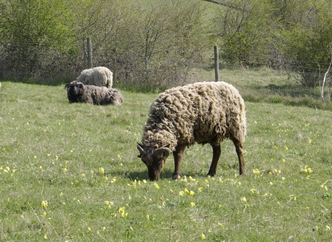 Sheep grazing at St Catherine's Hill nature reserve