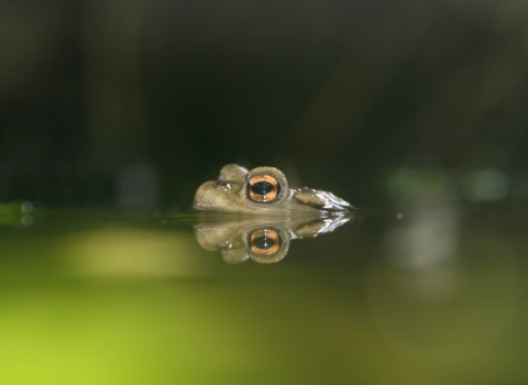 Toad peeking out of a pond