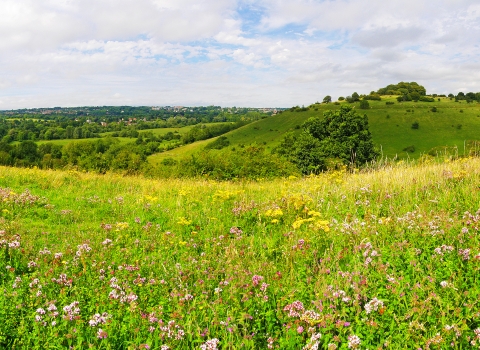 St Catherine's Hill, Winchester, by Ed Merritt, 18/08/12