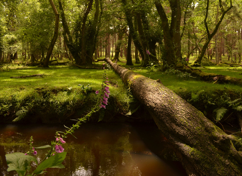Stream in woodland