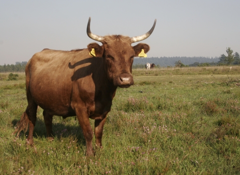 Cow © Alex Cruickshank