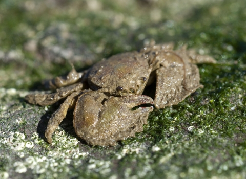 Broad clawed porcelain crab