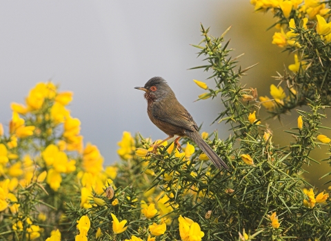 Dartford warbler male Copyright Mike Read