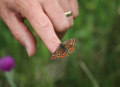 Releasing an adult marsh fritillary butterfly