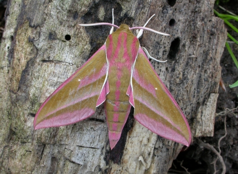 Elephant hawk moth at Blashford Lakes © Bob Chapman