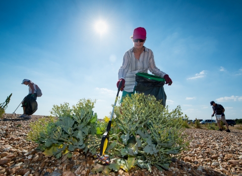 Hayling Island beach clean organised by Southern Co-op